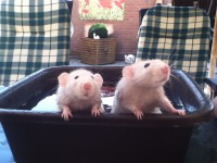 /album/rizzel-rats/foto-2-25-jpg/